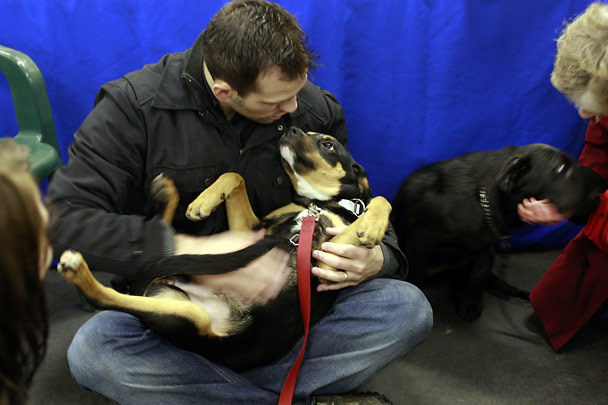 Canine Christmas in Bothell: Lucky Dog