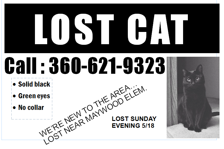 Lost Cat in Bothell 