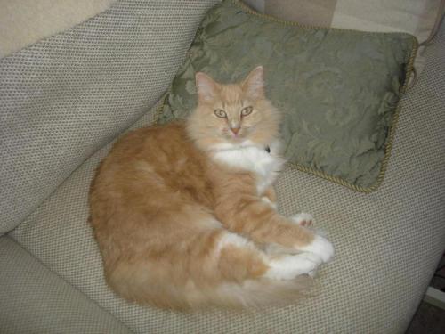 Bothell missing cat named ISA