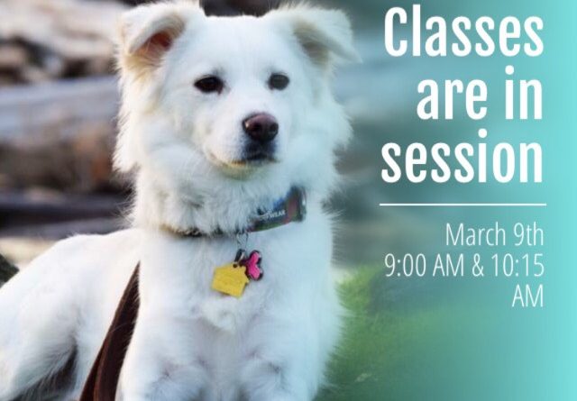 Bothell Dog Training Event